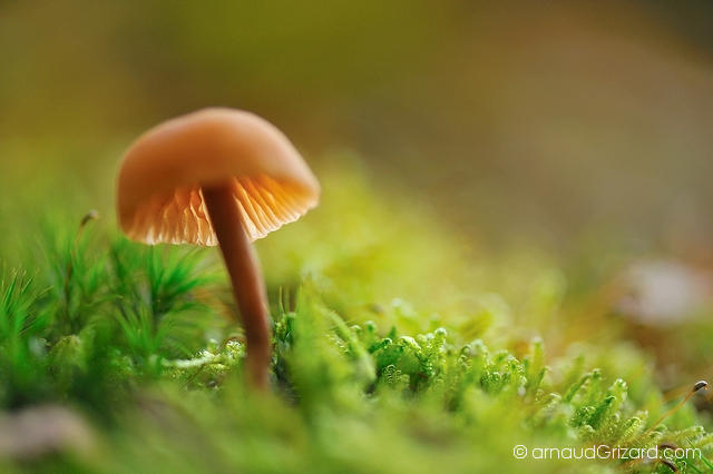 Champignon