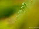 détail de lichen (Cladonia)