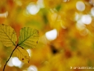 Trio jaune