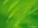 Vet sur vert, larve de Sauterelle et fougère