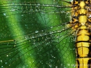 Libellule 28