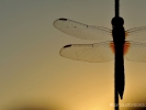 Libellule 6