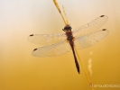 Libellule 29