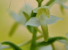 Orchis verdâtre et larve de sauterelle