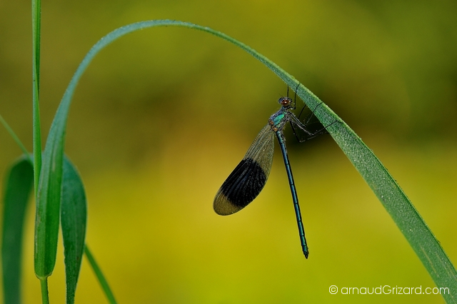 calopteryx-1