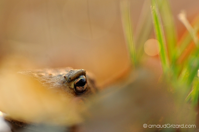 crapaud-commun-migration