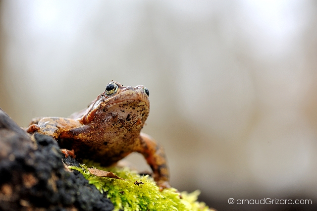 grenouille-rousse