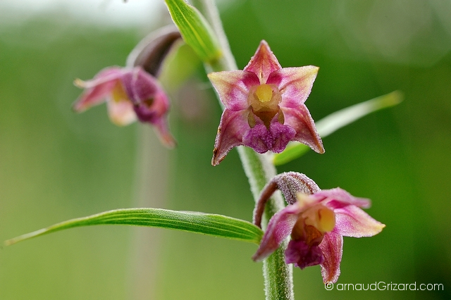 orchidee-1