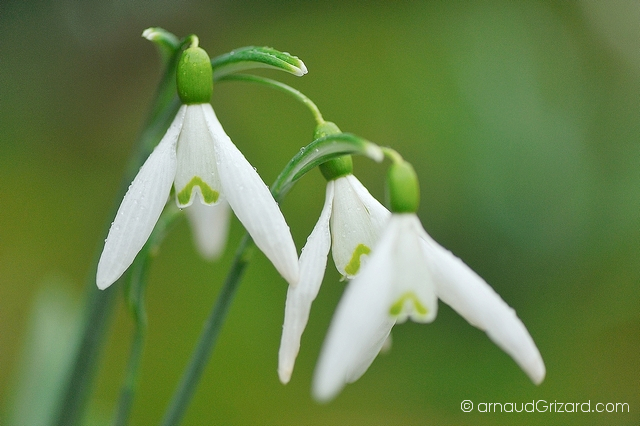 perce-neige