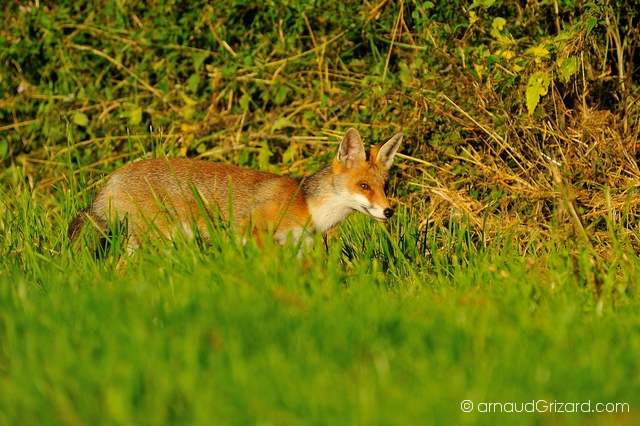 renard