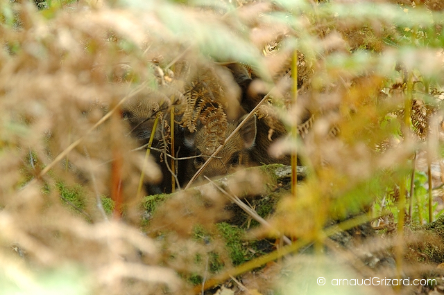 Cache-cache cochon (Espace Rambouillet)