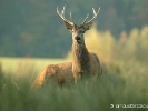 Jeune cerf (Sainte Croix)