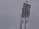 Mouette perchée