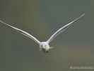 Face à mouette