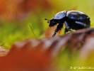 Géotrupe dans les feuilles mortes