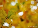 Trio jaune