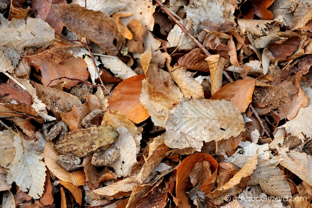 Crapaud dans les feuilles mortes