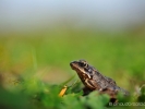 Petite grenouille rousse