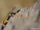 Lézard des ruines