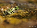 Grenouille verte