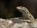 Lézard des murailles