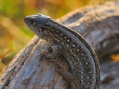 Lézard des souches femelle