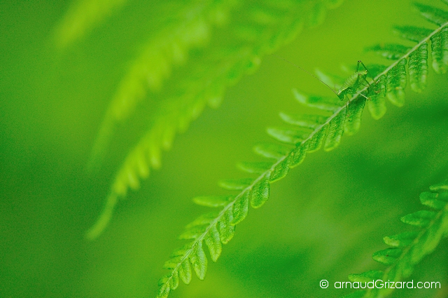 Vet sur vert, larve de Sauterelle et fougère