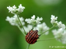 Punaise arlequin