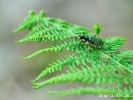 Cicindelle champêtre