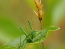 Sauterelle verte