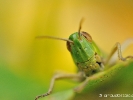 Portrait Criquet