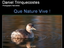 daniel-trinquecostes