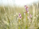 Orchis bouffon dans la rosée du matin