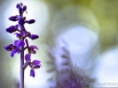 Flare sur orchis mâle