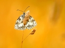 Papillon de lumière