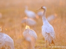 Les grues du Der