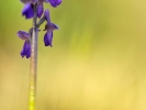 Orchis bouffon