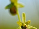 Ophrys araignée