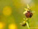 Ophrys araignée