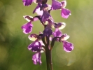 Orchis morio ou Orchis bouffon