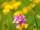 Orchis pyramidal