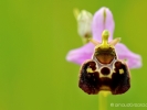 Orchis bourdon