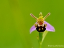 Orchis abeille