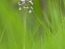 Orchis pourpre