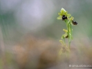 Délicate Ophrys abeille