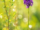 Orchis pyramidal et son invité