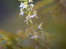 Orchis verdâtre