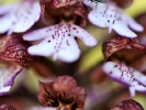 Détail d\'Orchis pourpre