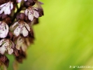 Orchis pourpre