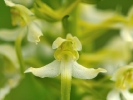 Détail d\'Orchis verdâtre